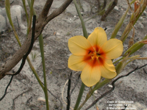 Moraea ochroleuca (Homeria), Cape Point - 2003